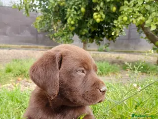 Labrador Retriever perros No te quedes sin el tuyo!!! Labrador chocolate en Murcia - Anuncio 3