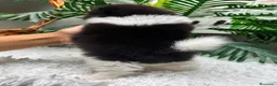 Pomerania perros en venta: POMERANIA - Anuncio 5