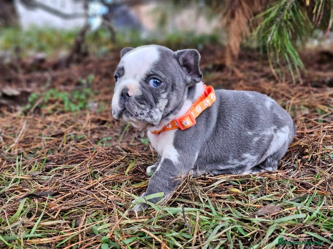Bulldog Francés perros en venta: ‼️‼️BULLDOG FRANCES EXOTICOS - Anuncio 11