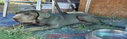 Cane Corso perros en venta: Mastin napolitano - Anuncio 4
