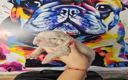 Bulldog Francés perros en venta: Bulldog francés exoticos  - Imagen 6