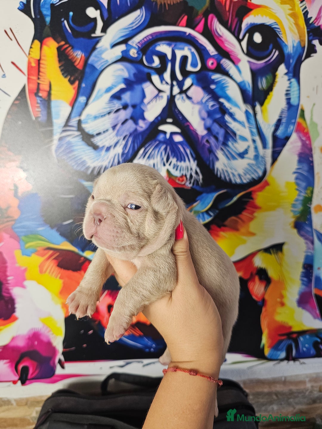 Bulldog Francés perros en venta: Bulldog francés exoticos  - Imagen 6