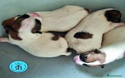 Jack Russell Terrier perros en venta: Jack Russell Terrier de Pelo Broken con Pedigree - Imagen 5
