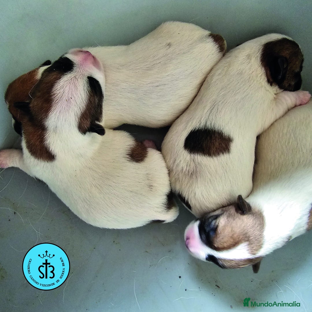 Jack Russell Terrier perros en venta: Jack Russell Terrier de Pelo Broken con Pedigree - Imagen 5