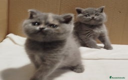Británico de Pelo Corto Azul gatos en venta: British Shorthair - Imagen 4