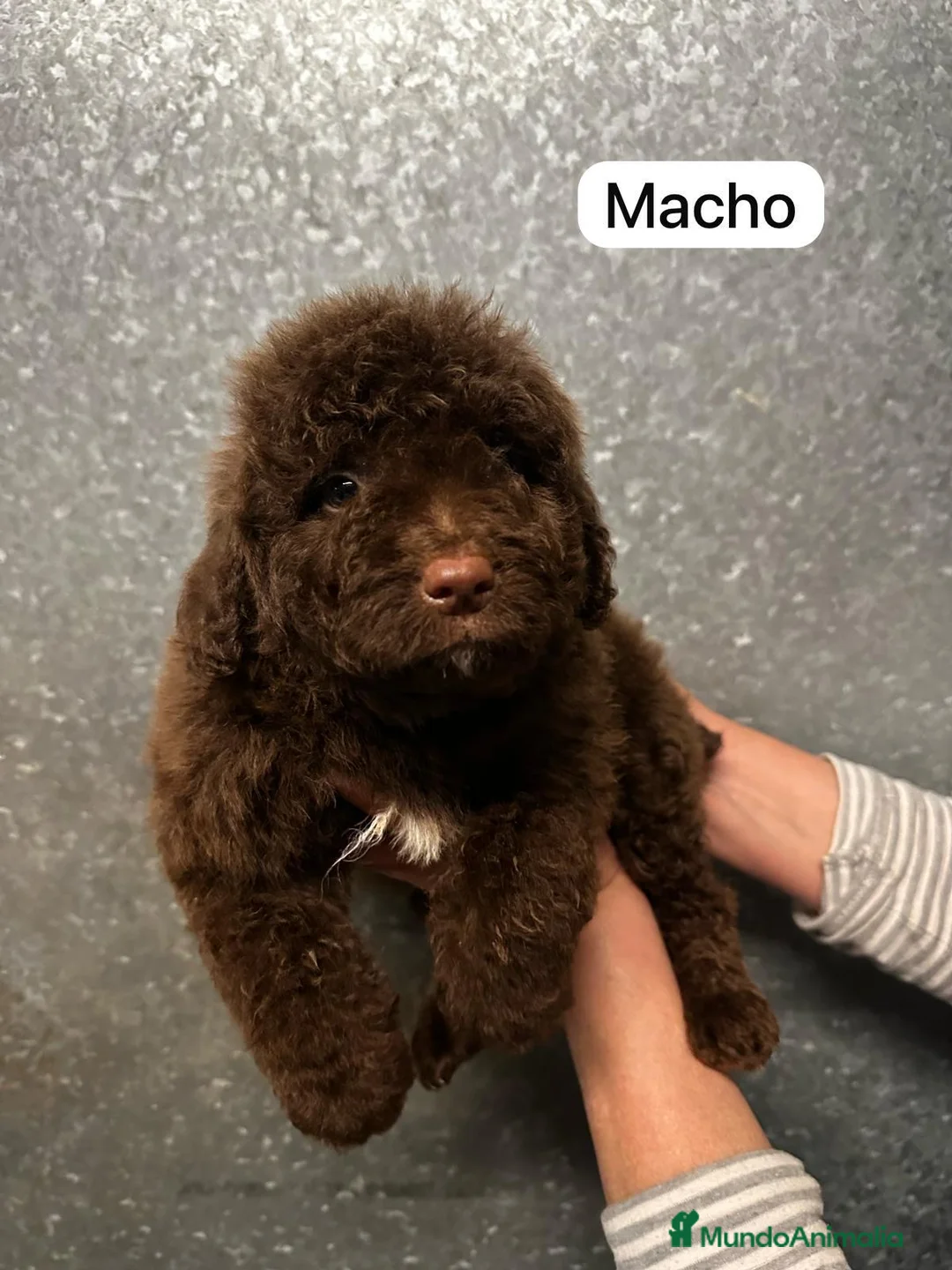 Perro de Agua Español perros en venta: Precisoso Perros de Agua Español  - Anuncio 1