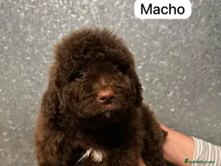 Perro de Agua Español perros Precisoso Perros de Agua Español - Anuncio 3