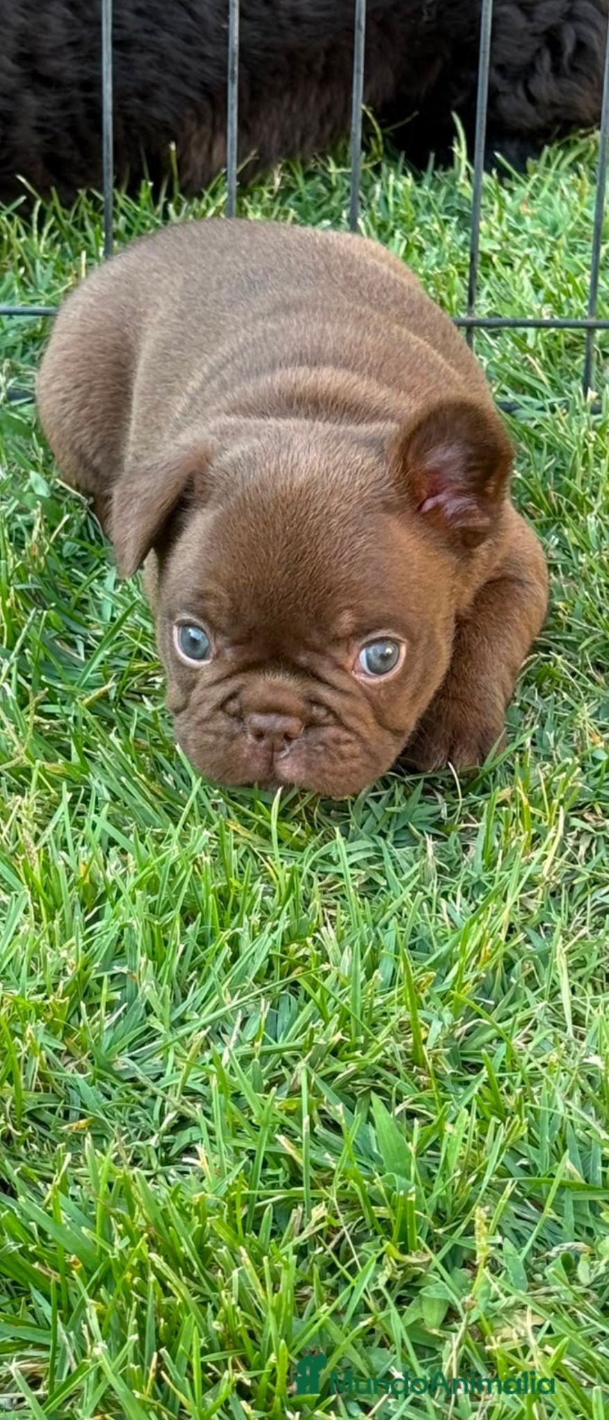Bulldog Francés perros Machitos bulldog frances  - Anuncio 1