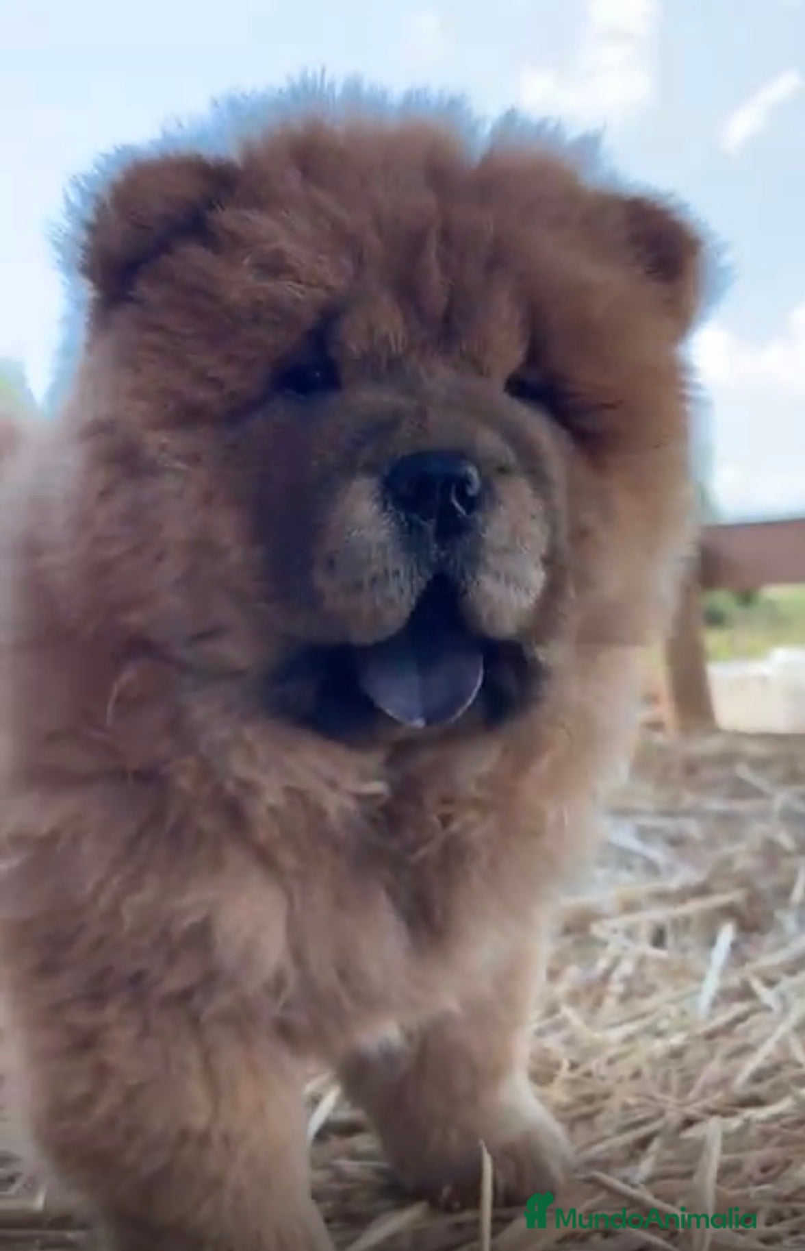 Chow Chow perros Chow Chow de calidad  - Anuncio 4
