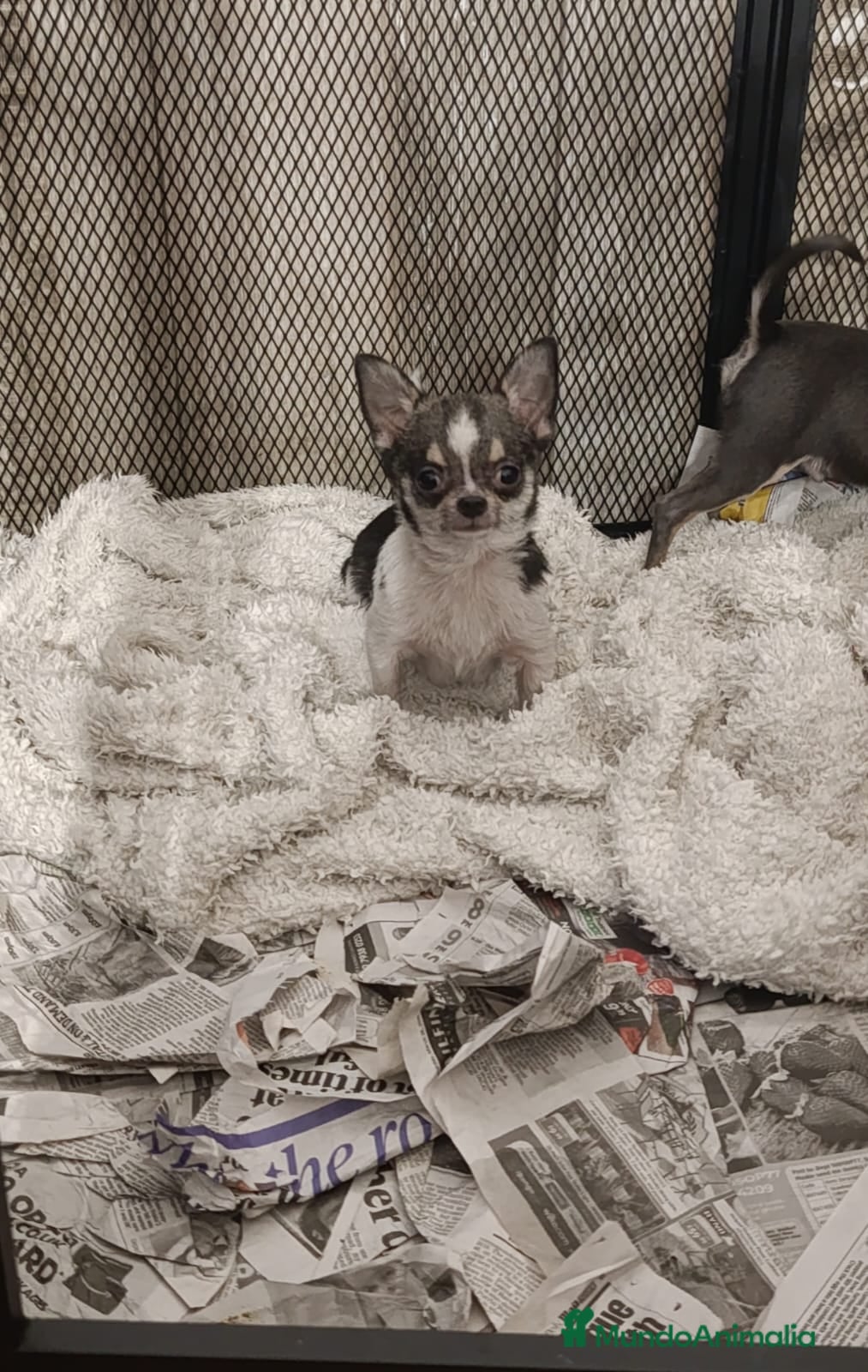 Chihuahua perros Cachorro de 8 meses super toy  - Anuncio 3