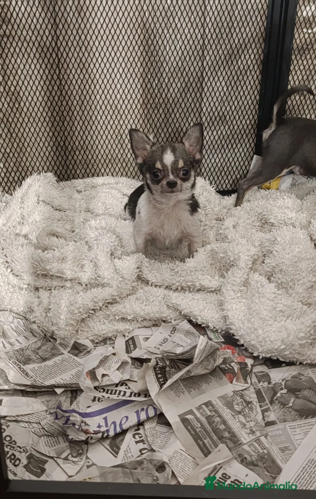 Chihuahua perros en venta: Cachorro de 8 meses super toy  - Anuncio 1