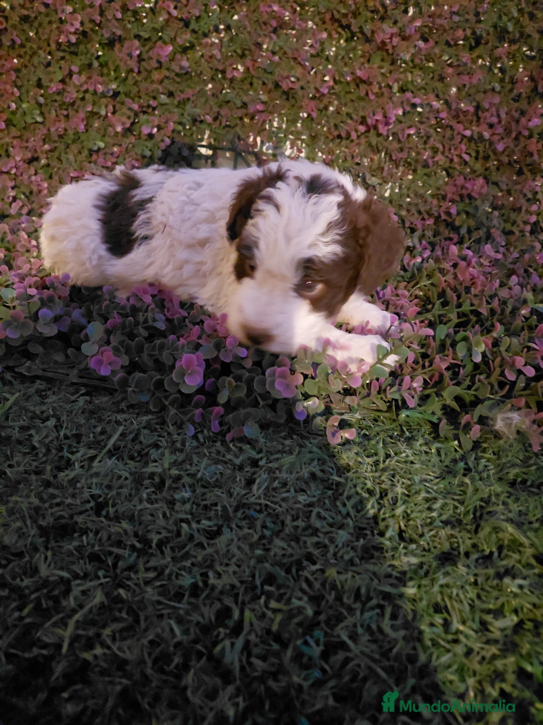 Perro de Agua Español perros en venta: Perro de aguas bicolor - Imagen 2