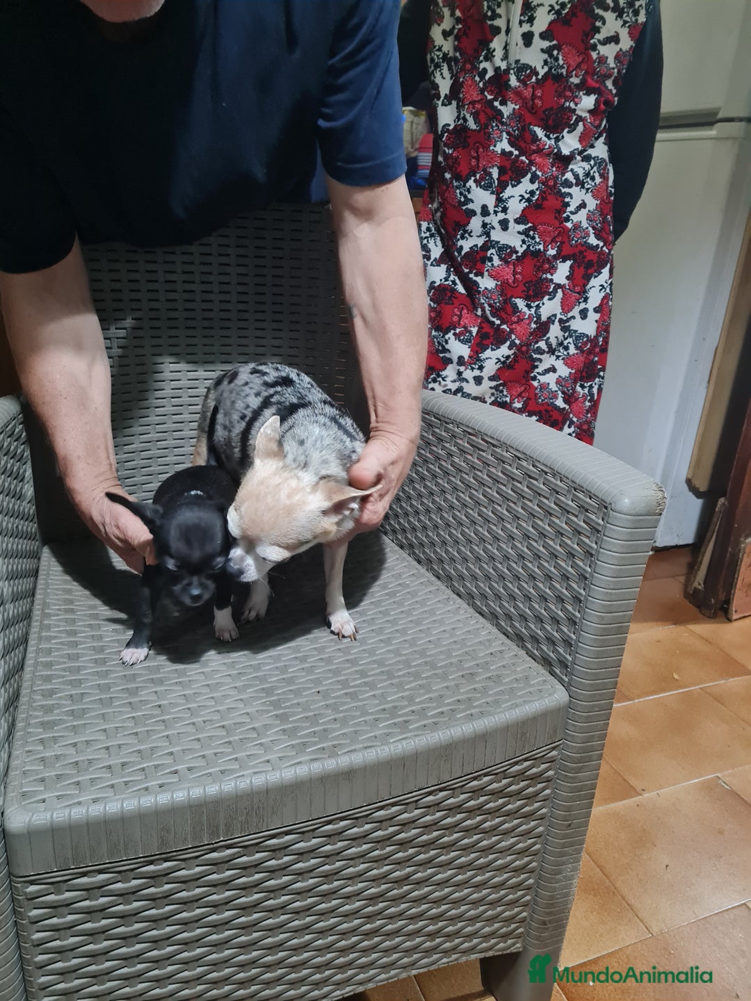 Chihuahua perros en venta: Chihuahua toy - Imagen 20