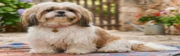 Shih Tzu perros en venta: Shih tzu - Anuncio 1