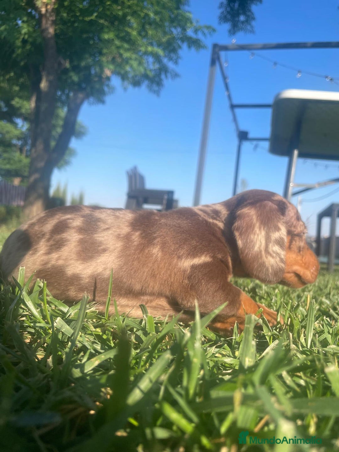 Teckel Miniatura perros en venta: teckel de calidad - Imagen 2