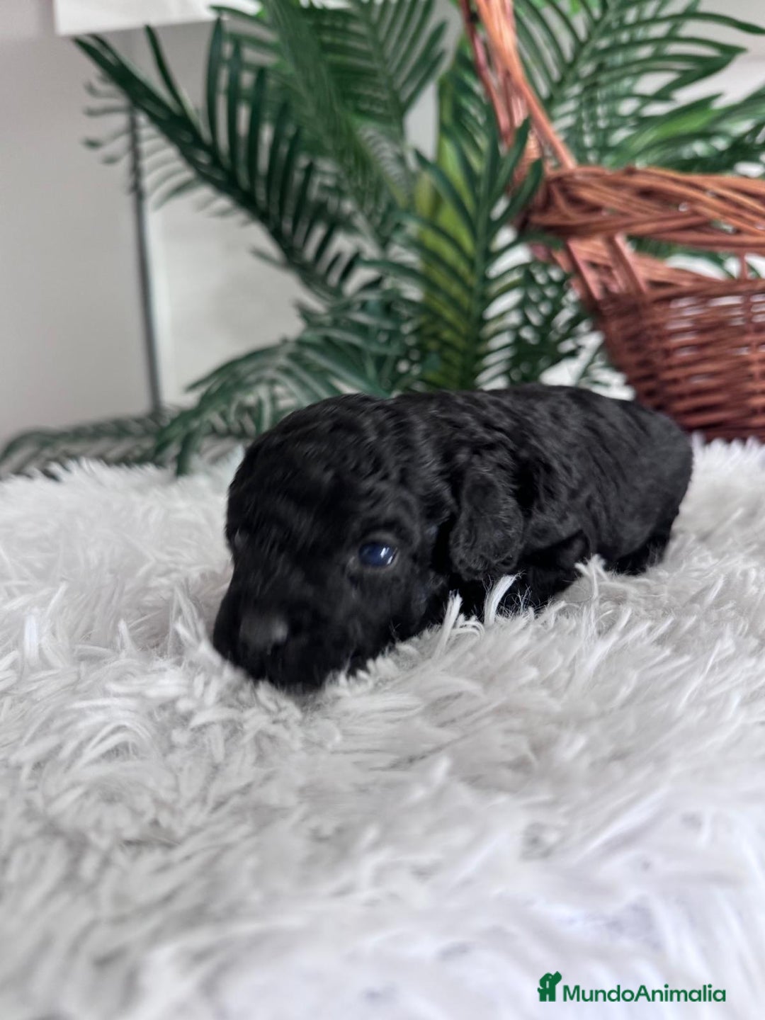 Caniche Toy perros en venta: CANICHE TOY - Anuncio 9