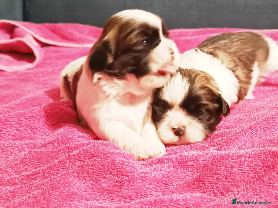 Shih Tzu perros en venta: Shih Tzu de Mumbrafer - Anuncio 2