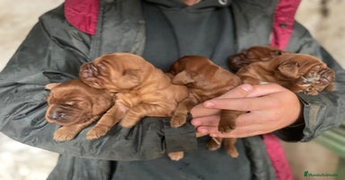 Setter Irlandés Rojo perros Setter irlandés rojo - Anuncio 3