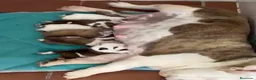 Bulldog Inglés perros en venta: Hembras de bulldog francés  - Anuncio 9