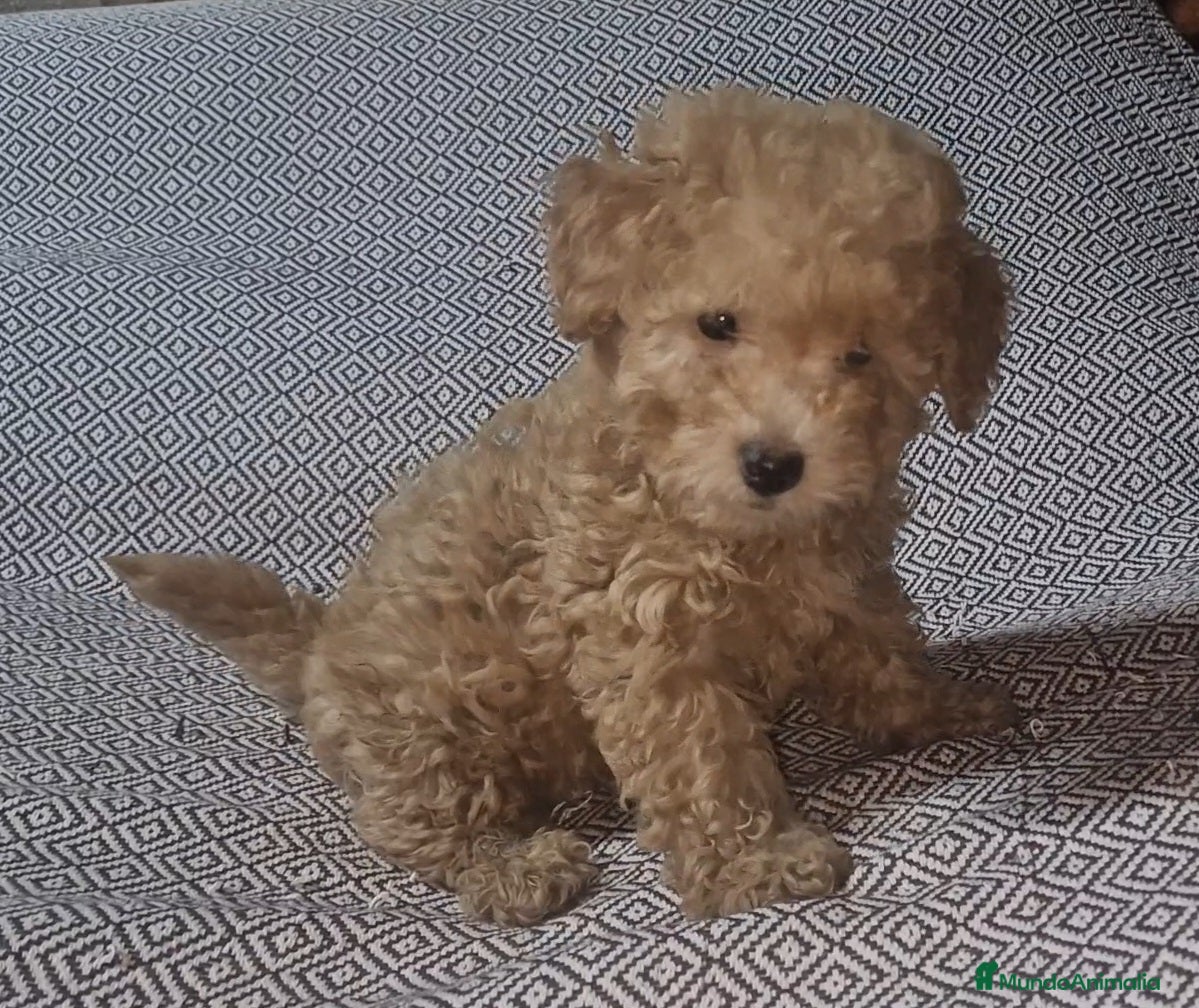 Caniche Toy perros Caniche enano/toy - Anuncio 2