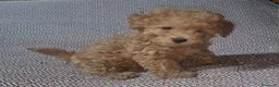 Caniche Toy perros en venta: Caniche enano/toy - Anuncio 1