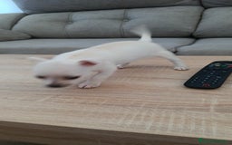 Chihuahua perros en venta: Chihuahua  - Imagen 2