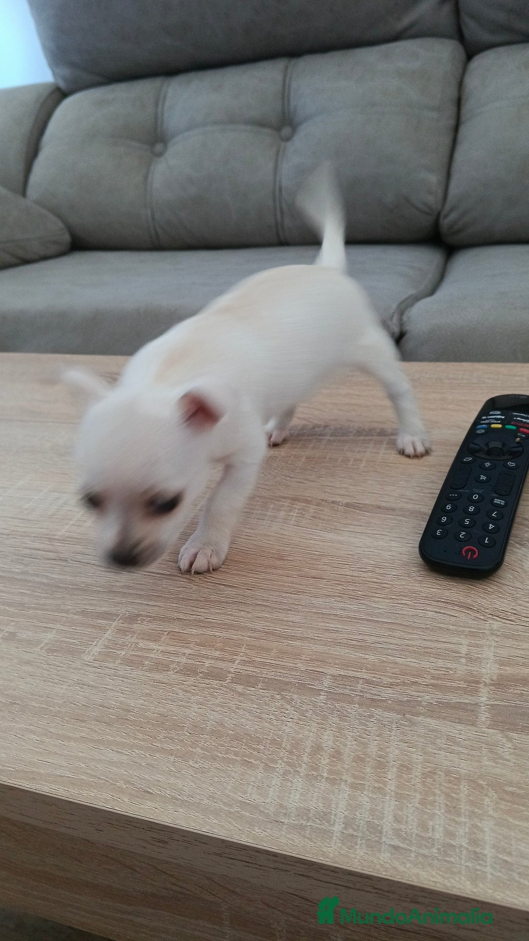 Chihuahua perros en venta: Chihuahua  - Imagen 2