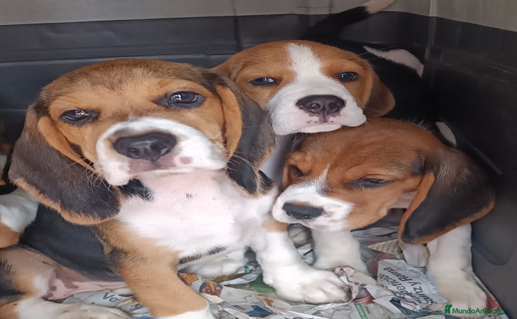 Beagle perros - Propaganda 8