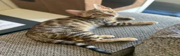 Bengalí gatos en venta: Gata Bengalí - Anuncio 6