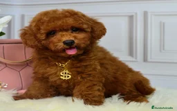 Caniche Toy perros en venta: caniche toy rojo - Imagen 2