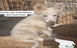Border Collie perros en venta: Border collie línea belleza - Imagen 3