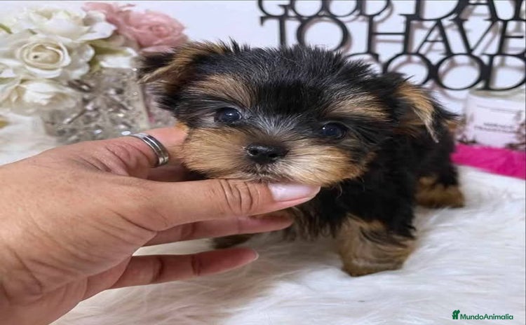 Yorkshire Terrier perros - Anuncio 1