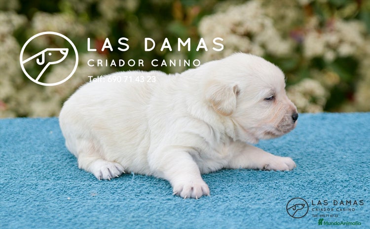 Labrador Retriever perros - Propaganda 4