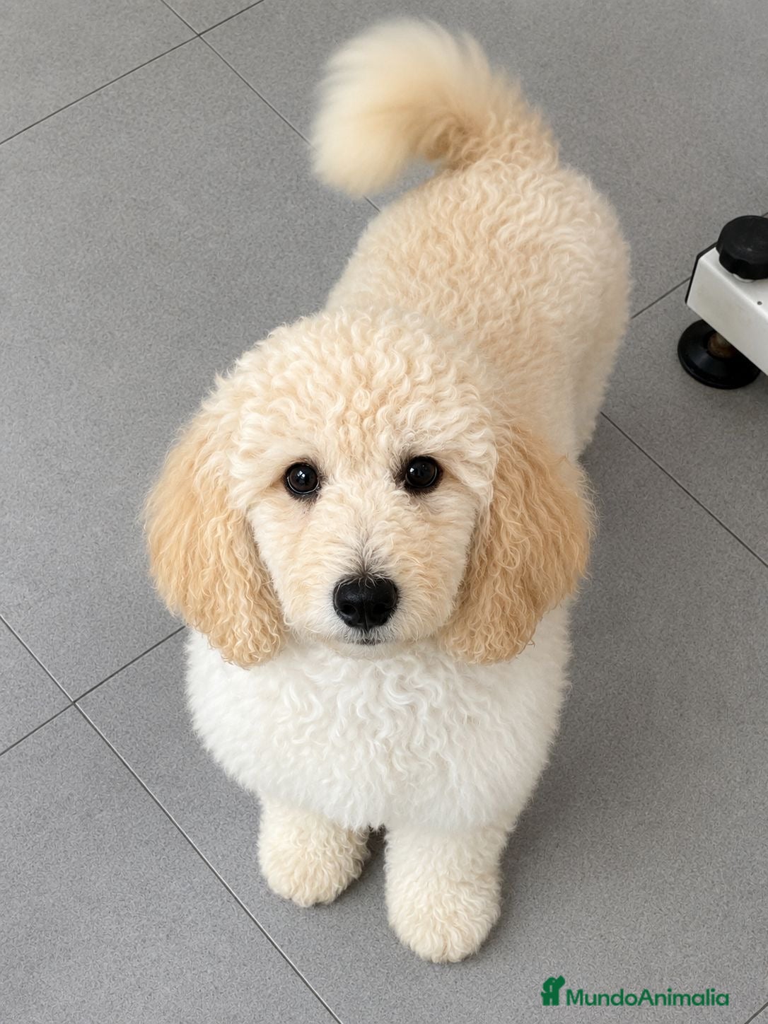Caniche Gigante perros Caniche gigante  - Anuncio 1