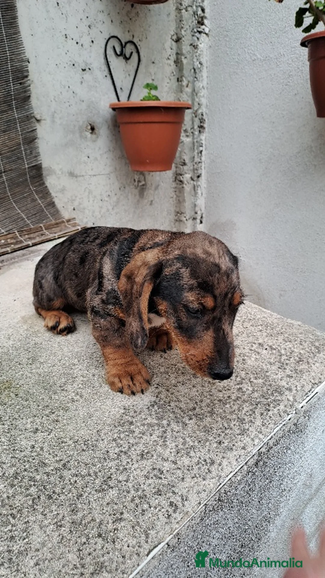 Teckel perros en venta: Teckel - Anuncio 4