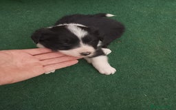 Border Collie perros en venta: Cachorros de border collie  - Anuncio 7