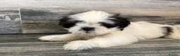 Shih Tzu perros en venta: Shih Tzu  - Anuncio 3