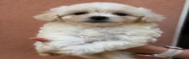 Bichón Maltés Cachorro 1