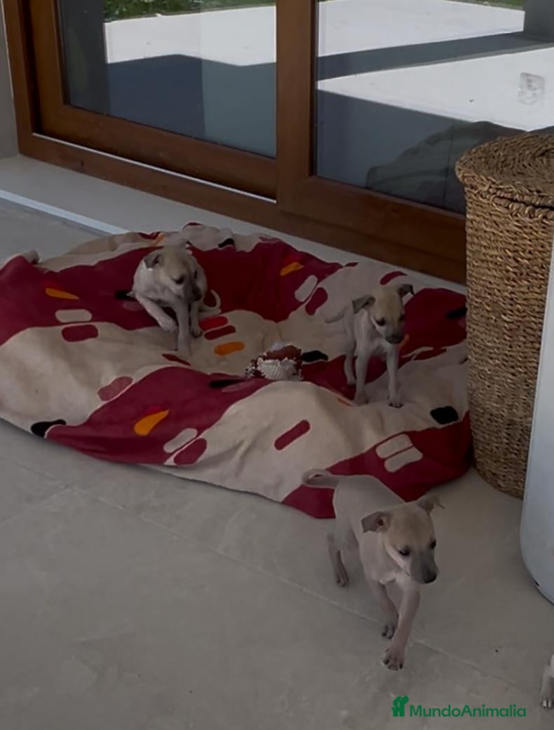 Galgo Español perros Picolos. Galgs Isabelinos - Anuncio 3