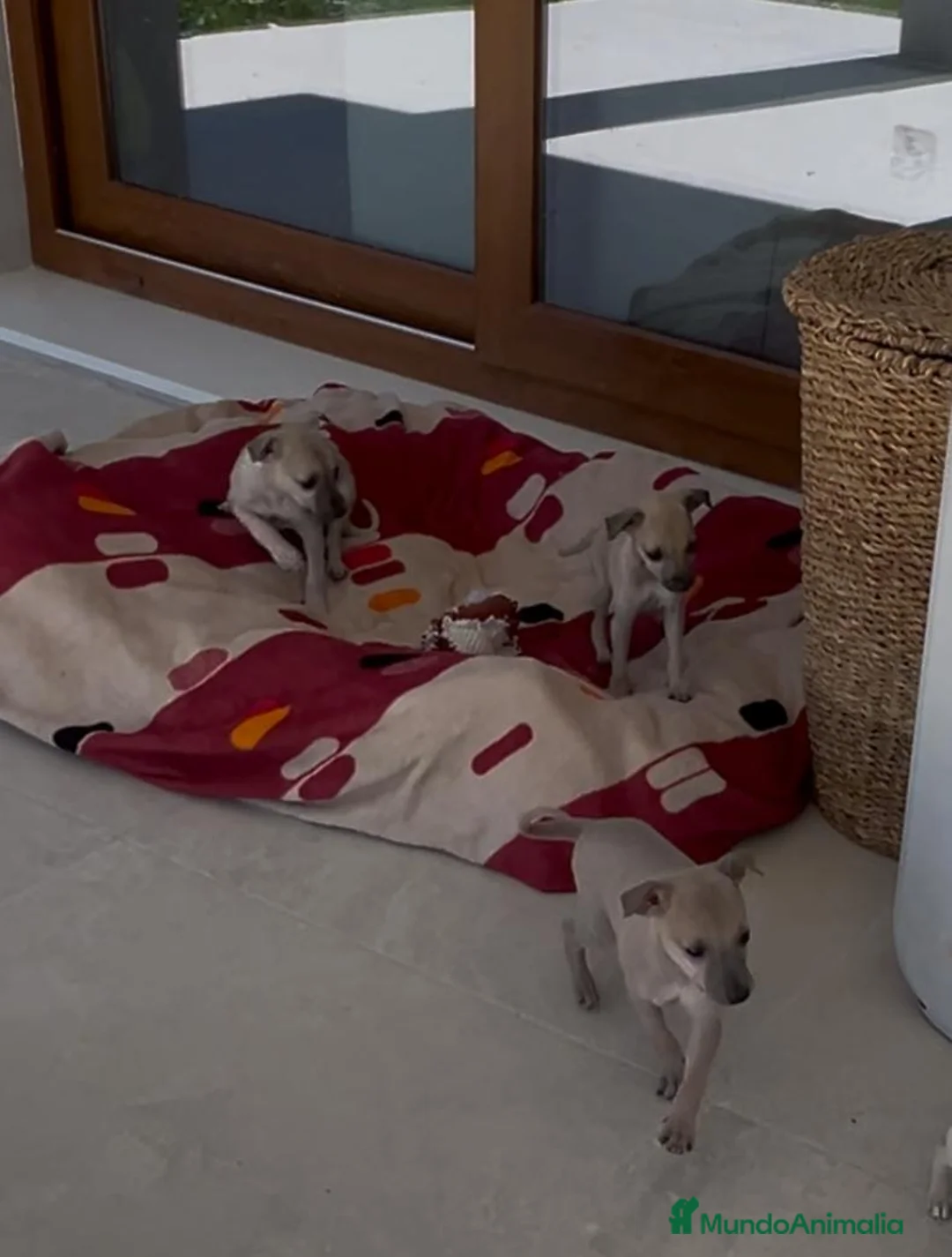 Galgo Español perros en venta: Picolos. Galgs Isabelinos - Anuncio 1