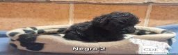 Caniche Toy perros en venta: Caniches Exclusivos de madre chocomerle  - Anuncio 8