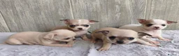 Chihuahua perros en venta: CHIHUAHUA - Anuncio 4