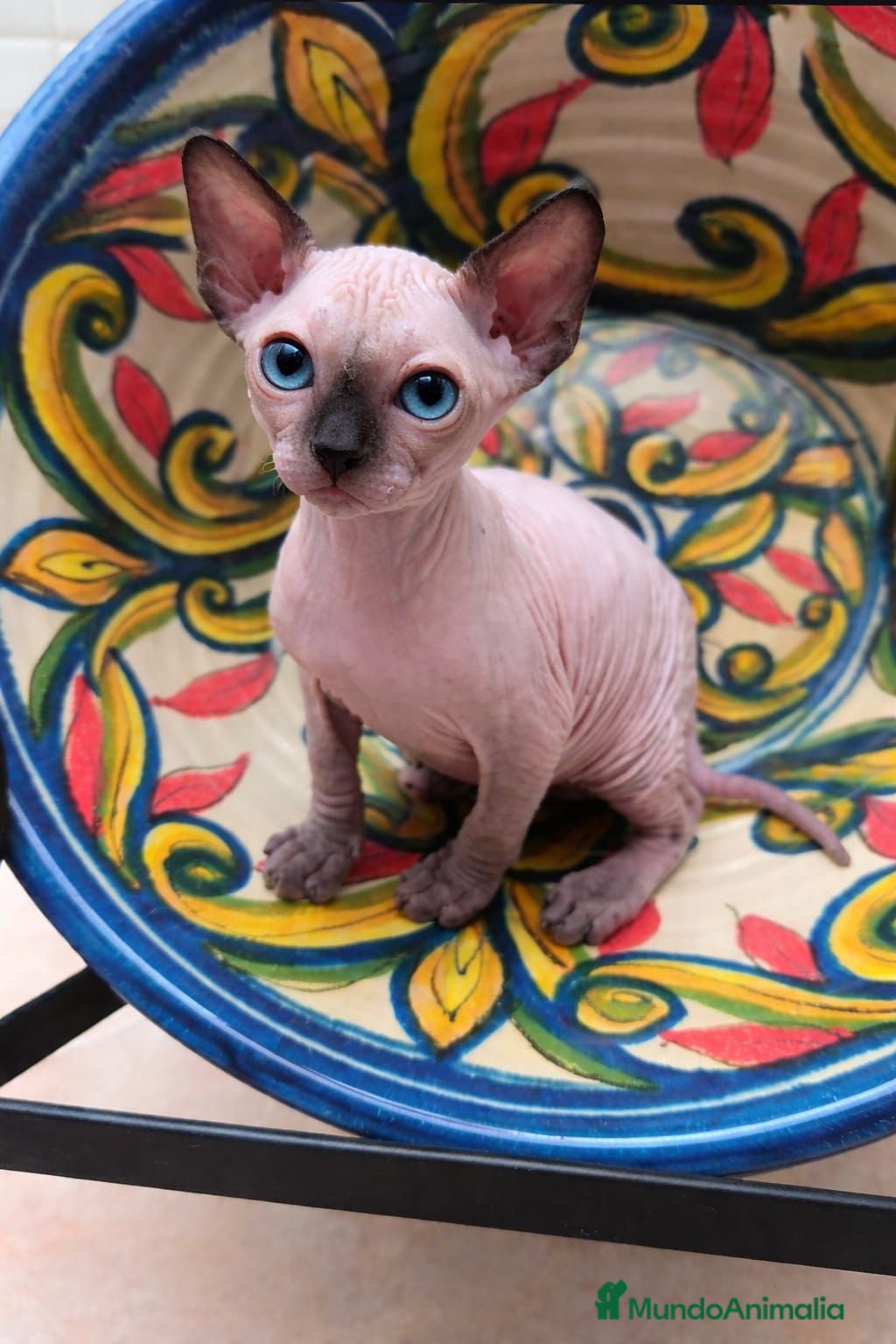 Sphynx gatos Macho de sphynx  - Anuncio 2