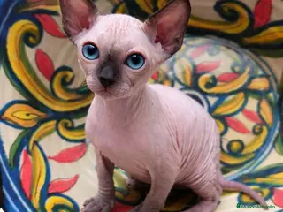 Sphynx gatos Macho de sphynx - Anuncio 2