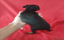 Pinscher Miniatura perros en venta: Pincher Miniatura  - Imagen 3