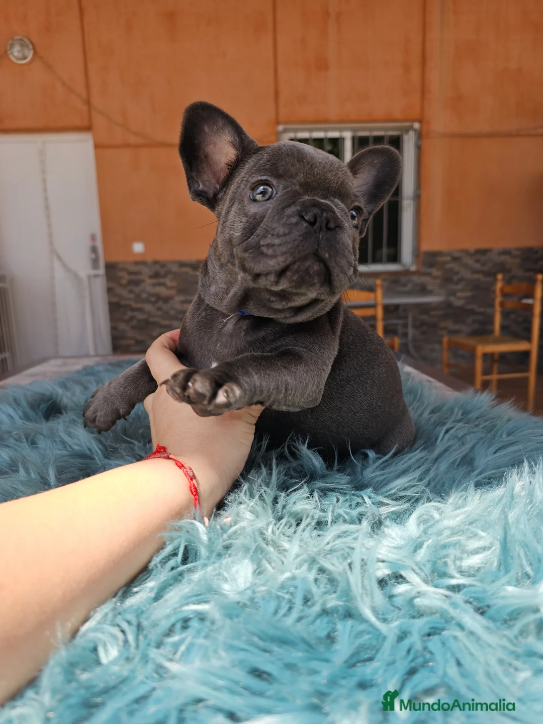 Bulldog Francés perros en venta: Bulldog francés blue y merle - Anuncio 2