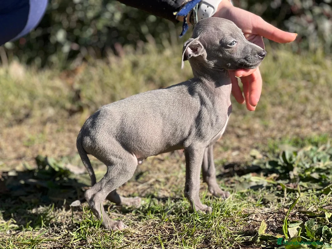 Pequeño Lebrel Italiano perros en venta: PICCOLO BLUE DISPONIBLES! en Barcelona - Anuncio 3