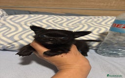 Chihuahua perros en venta: Chihuahua toy rusos pelo largo  - Anuncio 8