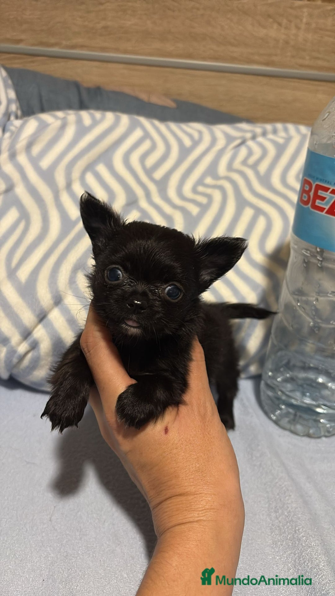 Chihuahua perros en venta: Chihuahua toy rusos pelo largo  - Anuncio 8