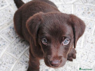 Labrador Retriever perros - Anuncio 2